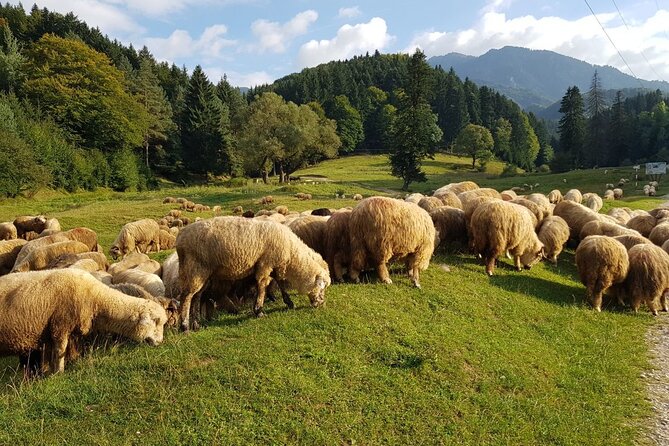 1-Day Bucovina Painted Monasteries tour from Suceava - English - Voronet and the blue that made it famous