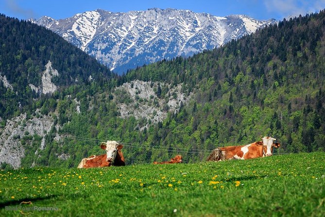 3-Day Tour from Bucharest: Transylvania Villages and Medieval Towns - Who should book this three-day tour?