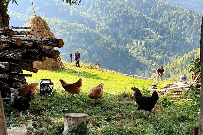4x4 Driving Experience at Flying Altitudes - 7 Days - Day five: Transalpina and the pastoral villages of Sibiu County
