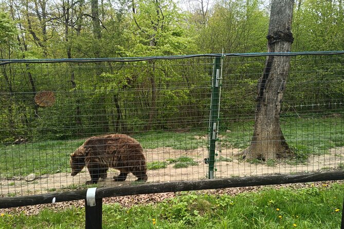 Bear Sanctuary and Bran Castle from Brasov - Libearty Bear Sanctuary: the reason to go