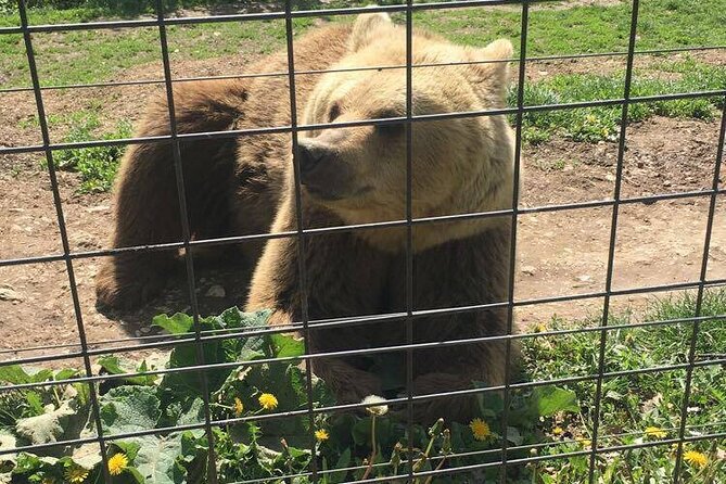 Bear Sanctuary and Bran Castle from Brasov - What the ride from Brasov is like