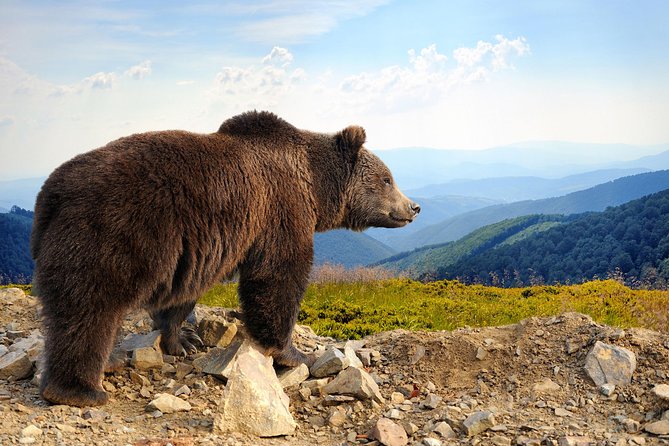 Bear Sanctuary and Bran Castle with a Professional Licensed Guide—Day Trip - Meeting in central Brasov at 9:00 am
