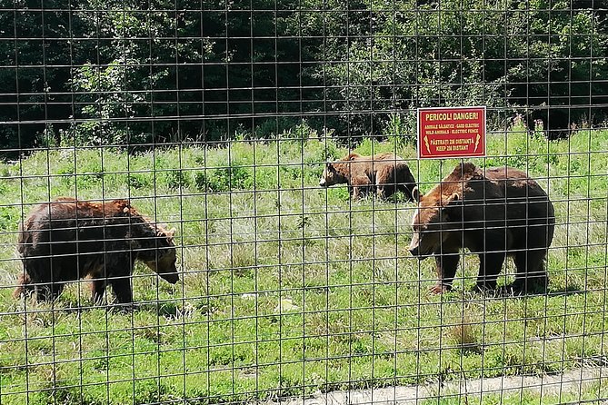 Bear Sanctuary and Dracula's Castle, 1-day Private Tour - Brașov and extra stops depend on the clock