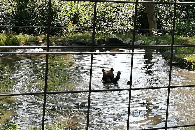 Bear Sanctuary and Dracula's Castle, 1-day Private Tour - Who will enjoy this Bucharest day trip?
