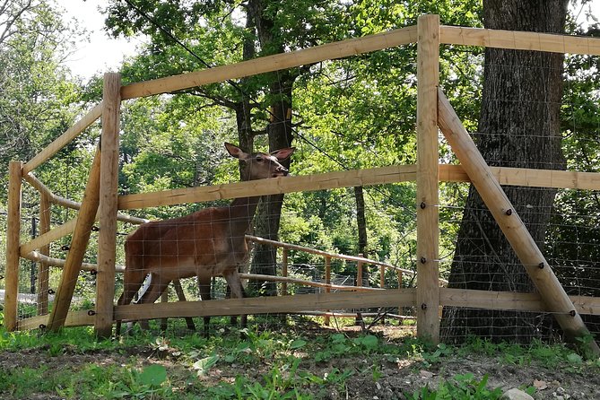 Bear Sanctuary and Dracula's Castle, 1-day Private Tour - Should you book it?