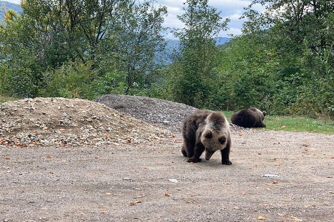 Bear Sanctuary & Rasnov Fortress - Private day tour from Bucharest - Why this makes sense as a one-day Transylvania trip