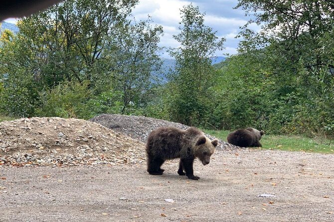 Bear Sanctuary & Rasnov Fortress - Private day tour from Bucharest - What the private format is really worth