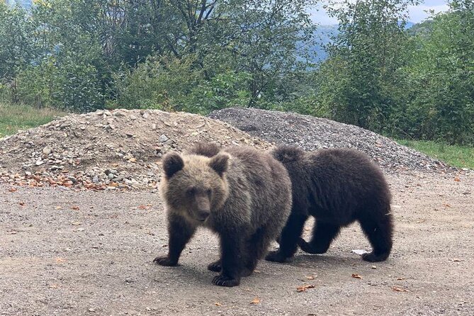 Bear Sanctuary & Rasnov Fortress - Private day tour from Bucharest - Who should book this day out