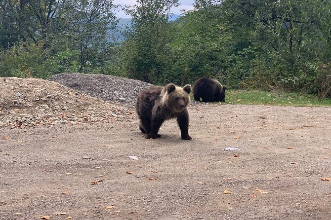 Bear Sanctuary & Rasnov Fortress - Private day tour from Bucharest - Small details that make the day easier