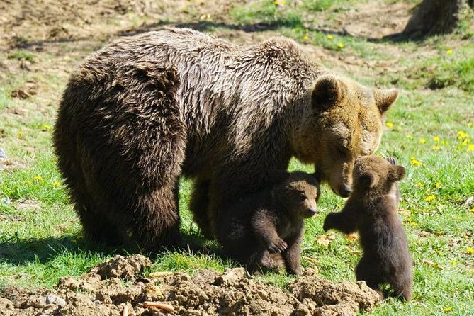 Bear Sanctuary & Rasnov Fortress - Private day tour from Bucharest - Should you book Bear Sanctuary and Rasnov Fortress?