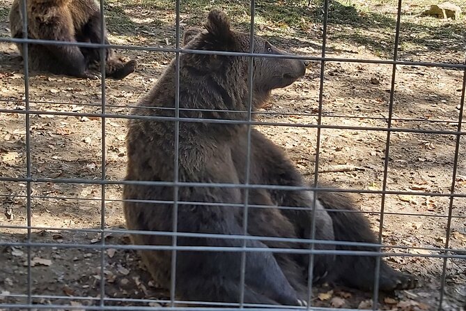 Bear Sanctuary Zarnesti,Bran Castle,Rasnov Fortres w/Hotel pickup - Meeting the bears at Libearty in Zarnesti