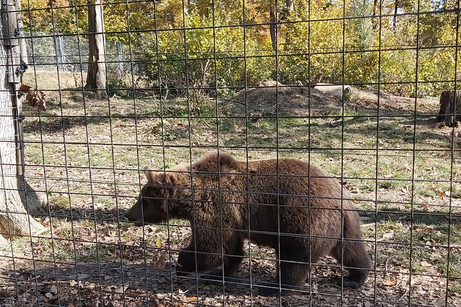 Bear Sanctuary Zarnesti,Bran Castle,Rasnov Fortres w/Hotel pickup - Transport, guide, and group size