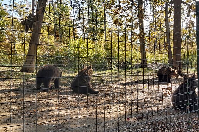 Bear Sanctuary Zarnesti,Bran Castle,Rasnov Fortres w/Hotel pickup - Should you book it?