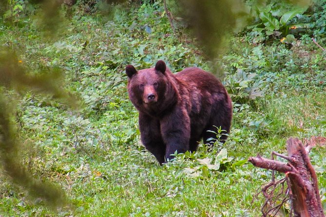 Bear watching experience near Brasov - Why this bear watch feels different from a zoo visit