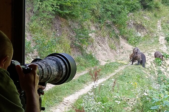 Bear watching experience near Brasov - Reaching the raised bear hide