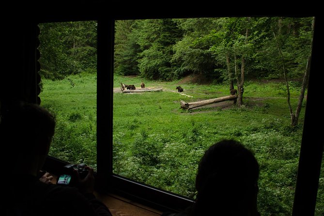 Bear watching experience near Brasov - Two quiet hours that reward patience