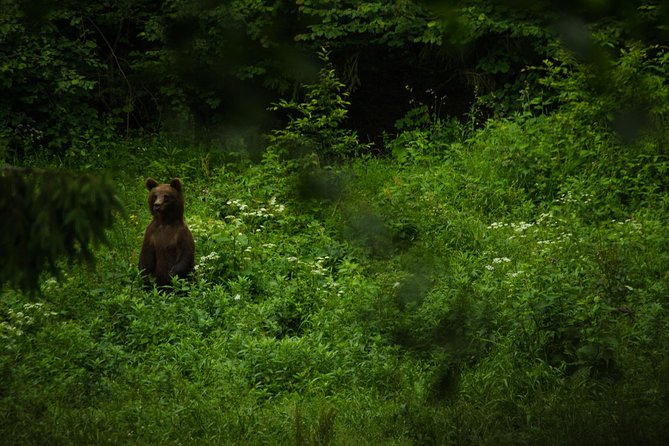 Bear watching experience near Brasov - Who should book this experience