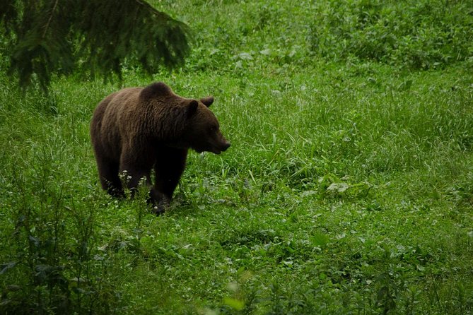Bear watching experience near Brasov - From Brasov to the forest road near Zarnesti