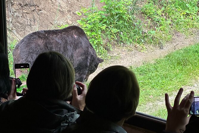 Bear Watching In Brasov: Observe Wild Bears From A Hideout (100%) - From Brasov to the forest at 4 pm