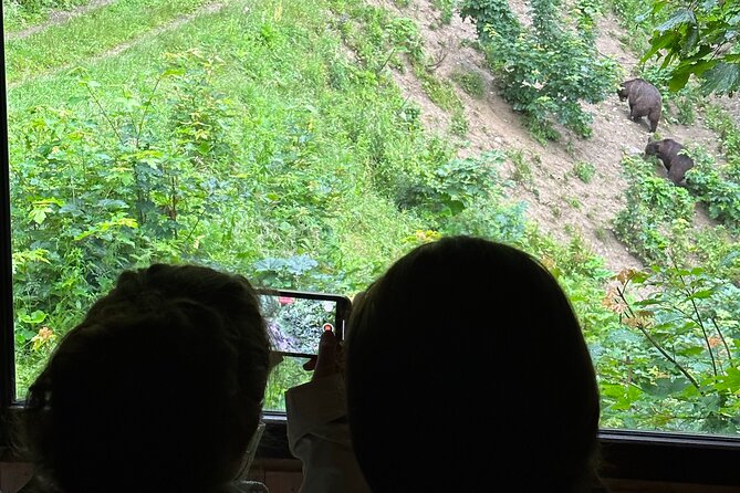 Bear Watching In Brasov: Observe Wild Bears From A Hideout (100%) - What you may see during feeding time