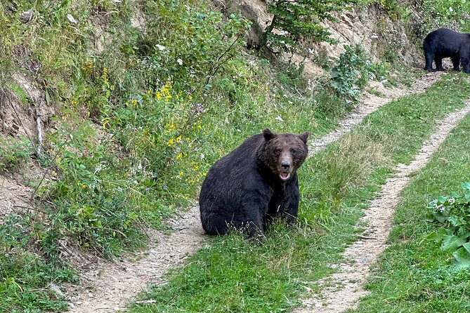 Bear Watching In Brasov: Observe Wild Bears From A Hideout (100%) - How the guide and ranger shape the experience