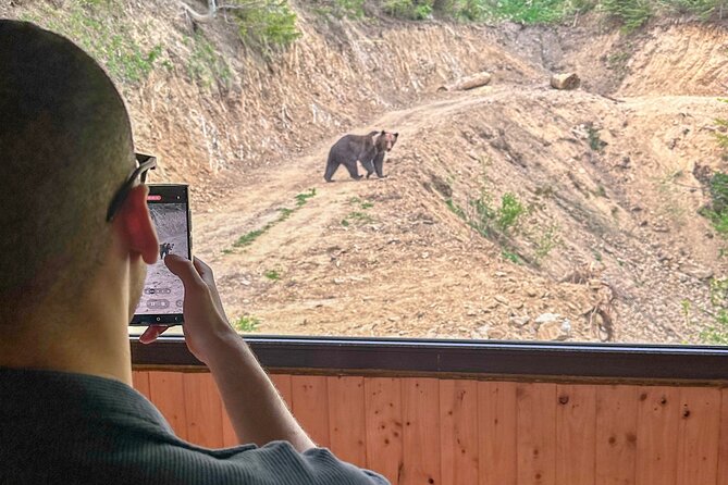 Bear Watching In Brasov: Observe Wild Bears From A Hideout (100%) - What happens after the bears leave