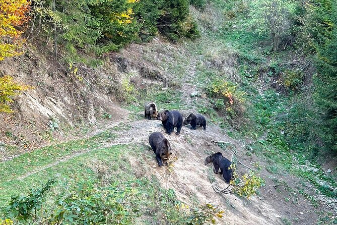 Bear Watching In Brasov: Observe Wild Bears From A Hideout (100%) - Who will enjoy this bear-watching tour