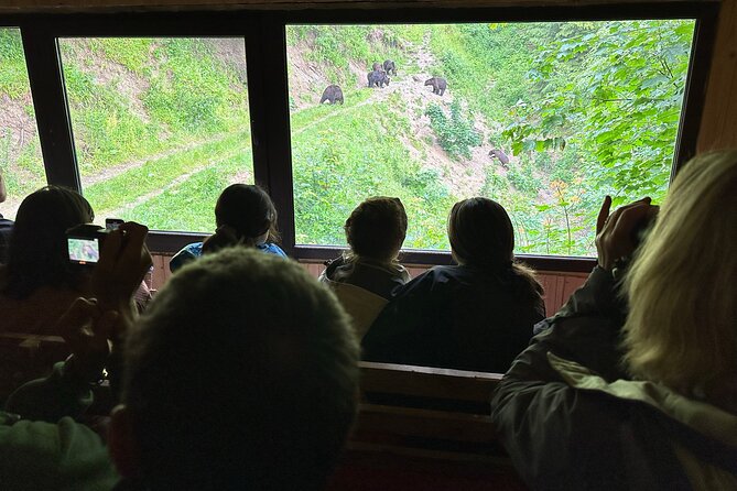 Bear Watching In Brasov: Observe Wild Bears From A Hideout (100%) - A small group makes the hideout work better
