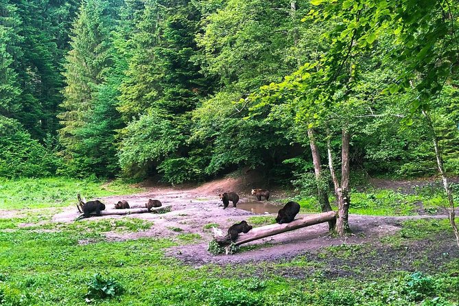 Bear Watching in The Wild from Brasov (100 %) - Meeting Romania’s brown bears near Brasov