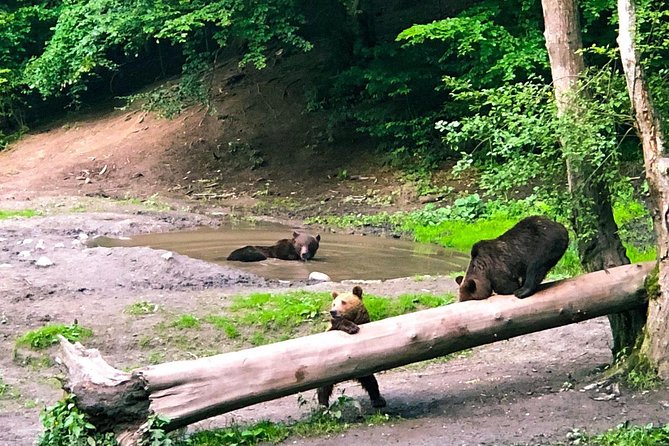 Bear Watching in The Wild from Brasov (100 %) - Waiting in the forest observation cabin