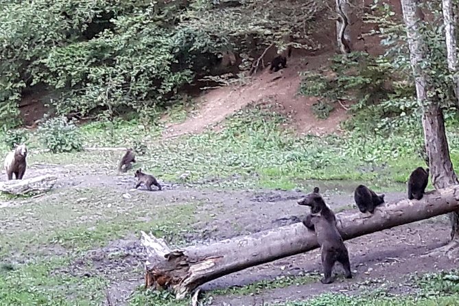Bear Watching in The Wild from Brasov (100 %) - Why the small group matters