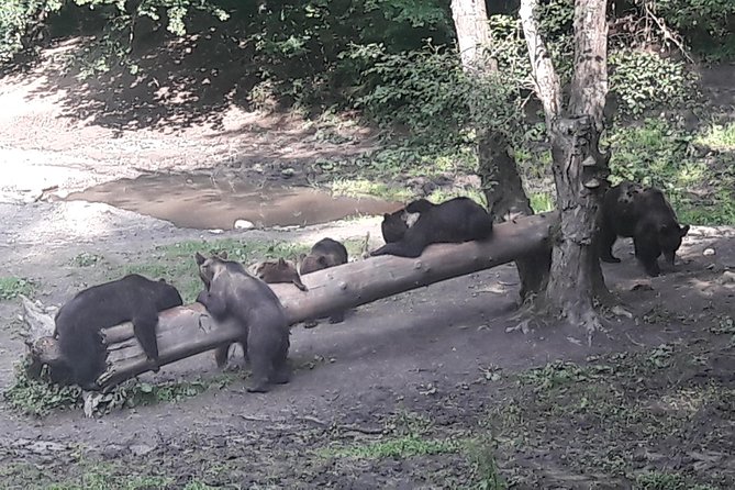 Bear Watching in The Wild from Brasov (100 %) - What to wear and what not to bring