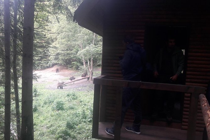 Bear Watching in The Wild from Brasov (100 %) - Is $120.47 a fair price?
