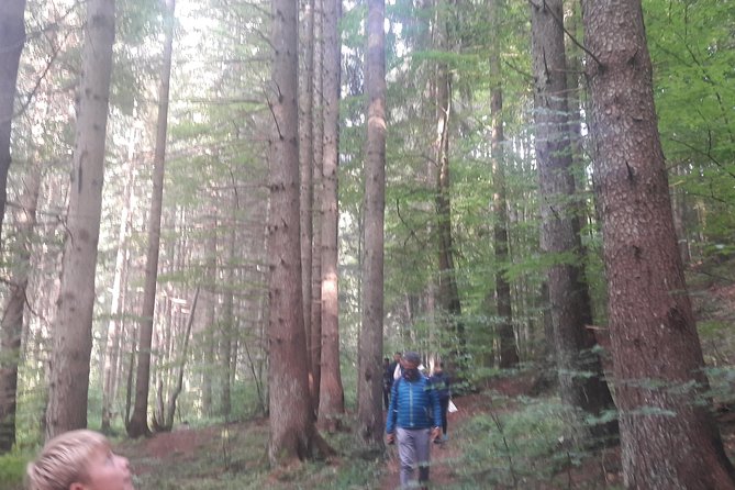 Bear Watching in The Wild from Brasov (100 %) - What the ranger and guide add