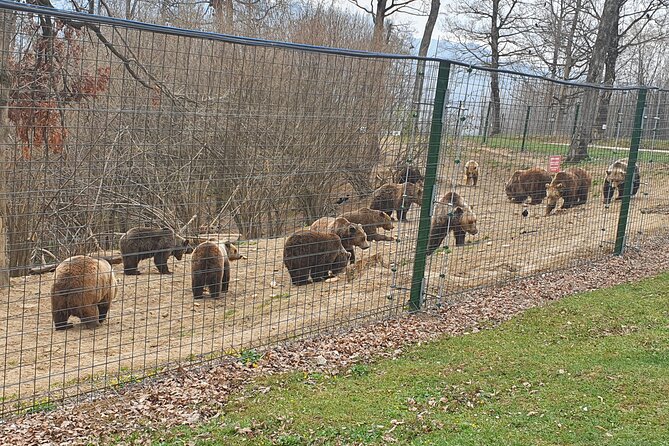 Bears Sanctuary, Dracula Castle and Brasov City - Full Day Trip from Bucharest - Why the bear sanctuary gives this day its heart