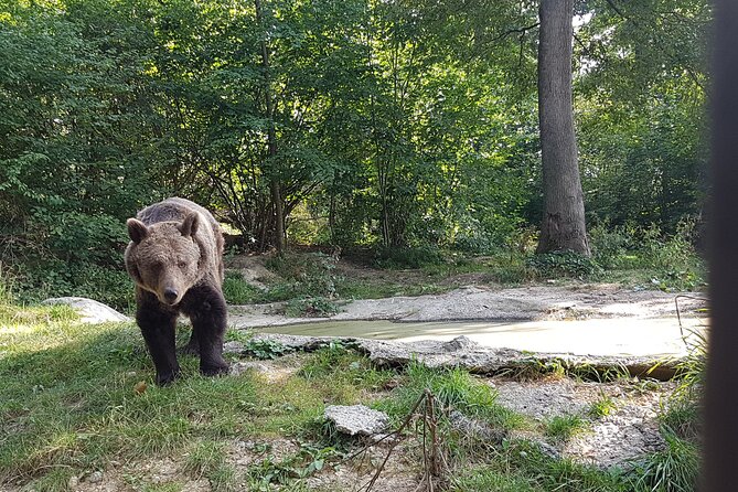 Bears Sanctuary, Dracula Castle and Brasov City - Full Day Trip from Bucharest - Is $343.13 per person a fair price?