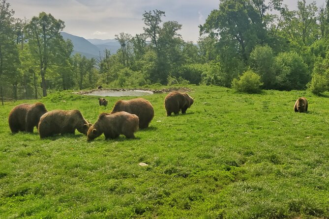 Bears Sanctuary, Dracula Castle and Poiana Brasov-Private day tour from Brasov - Practical planning, cost, and cancellation