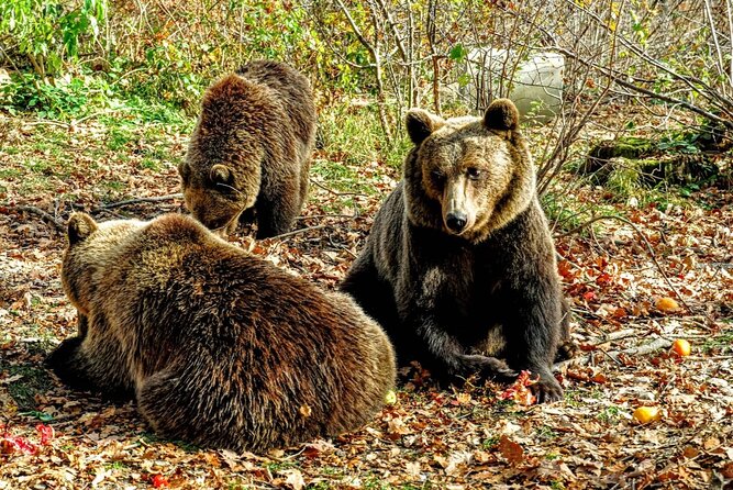 Bears Sanctuary, Dracula's Castle and Brașov City - Private Tour - Why this Bucharest day trip works