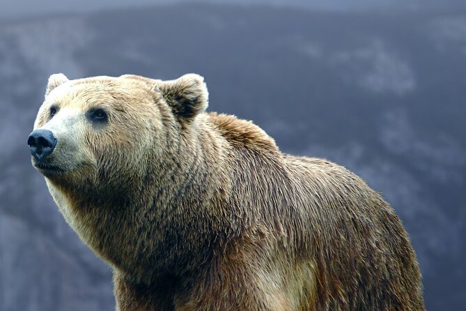 Bears Sanctuary, Dracula's Castle, Brasov Day Trip Private Tour from Bucharest - Why this Bucharest day trip works