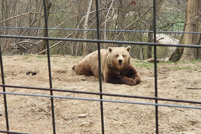 Bears Sanctuary, Dracula's Castle, Brasov Day Trip Private Tour from Bucharest - What the private price gives you
