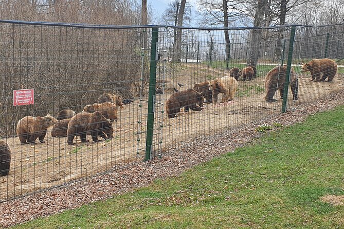 Bears Sanctuary, Dracula's Castle, Brasov Day Trip Private Tour from Bucharest - Who should book this experience