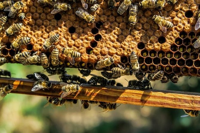 Beekeeping Day Trip| Private Guided Tour from Bucharest - Seeing how a beehive works