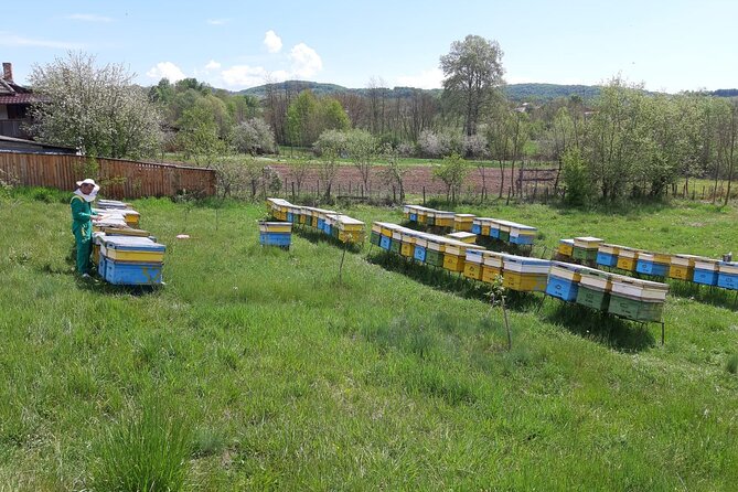 Beekeeping Day Trip| Private Guided Tour from Bucharest - Studying bee behavior before opening the hive