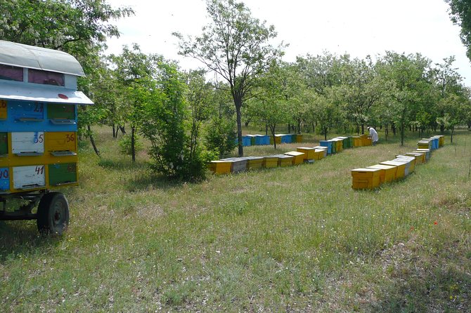 Bees Adventure in Romania - Private Day Trip from Bucharest - Learning how a hive works