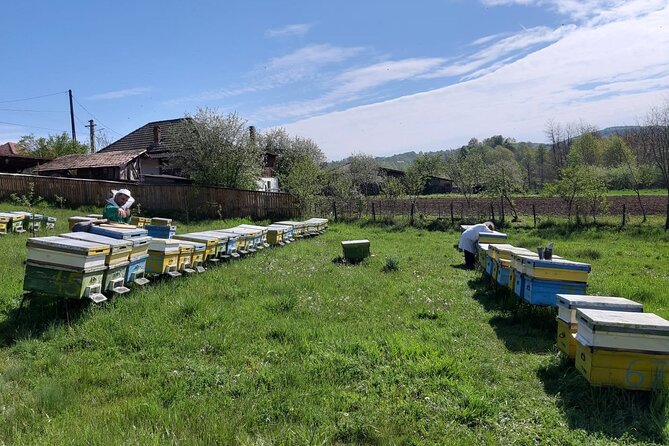 Bees Adventure in Romania - Private Day Trip from Bucharest - Watching honey come out of the hive