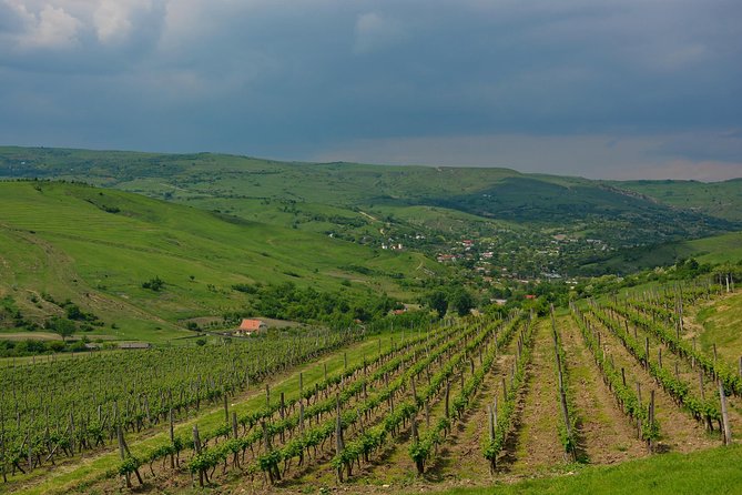 Bike & Wine tour in Dealu Mare wineland - Conacul Bellu and its old trees