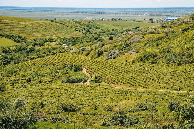 Bike & Wine tour in Dealu Mare wineland - Starting from Bucharest with the practical details handled