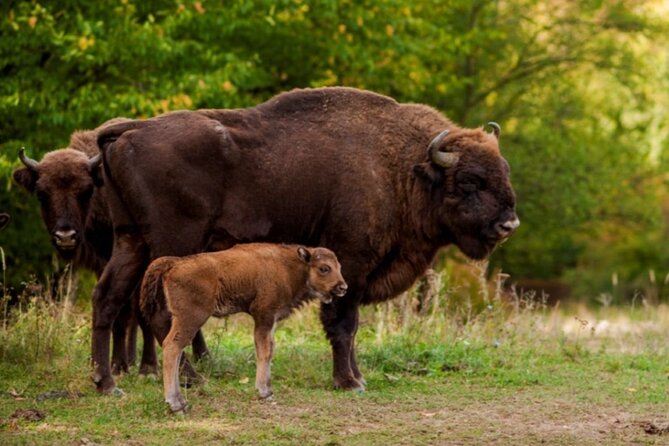 Bison Sanctuary, Vlad the Impaler Princely Court & Dracula Grave - Neagra Bison Reservation: Romania’s wildest opening act