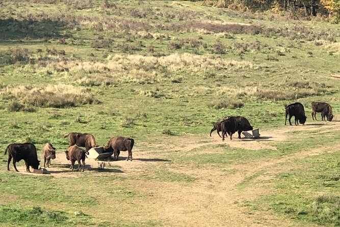 Bison Sanctuary, Vlad the Impaler Princely Court & Dracula Grave - Who will enjoy this experience most?
