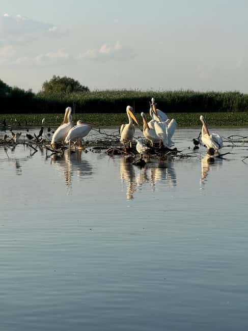 Boat Trip to Caraorman Forest – Danube Delta (6–7 hours) - Should you book the Caraorman Forest boat trip?
